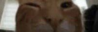 cropped buhhh.jpeg