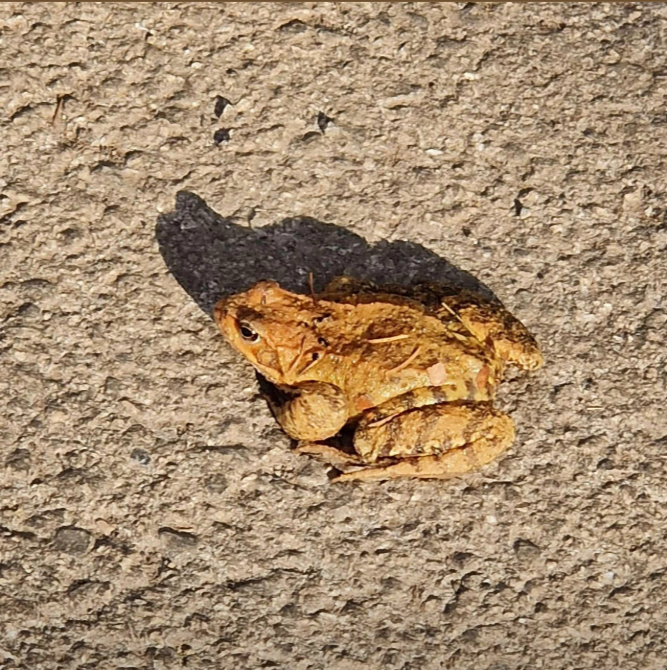 frog pic